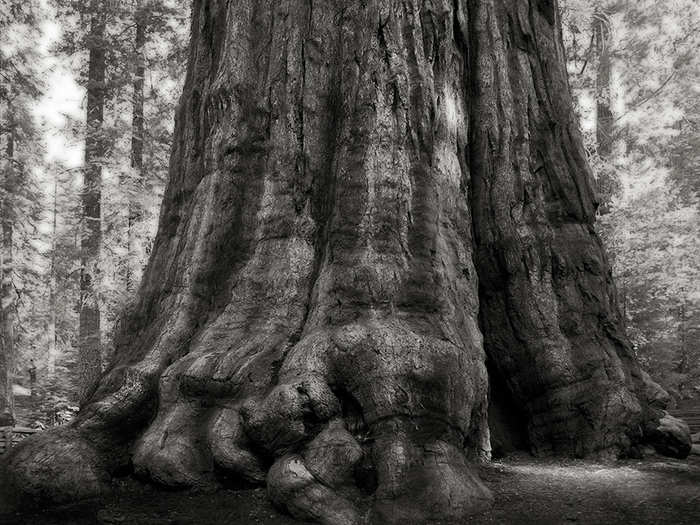 The General Sherman, a giant Sequoia in Sequoia National Park is California, is probably the most famous tree in North America, and for good reason: By volume, it is the largest tree on earth. Estimates put it at between 2,300 and 2,700 years old.