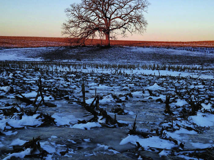 Love trees? You