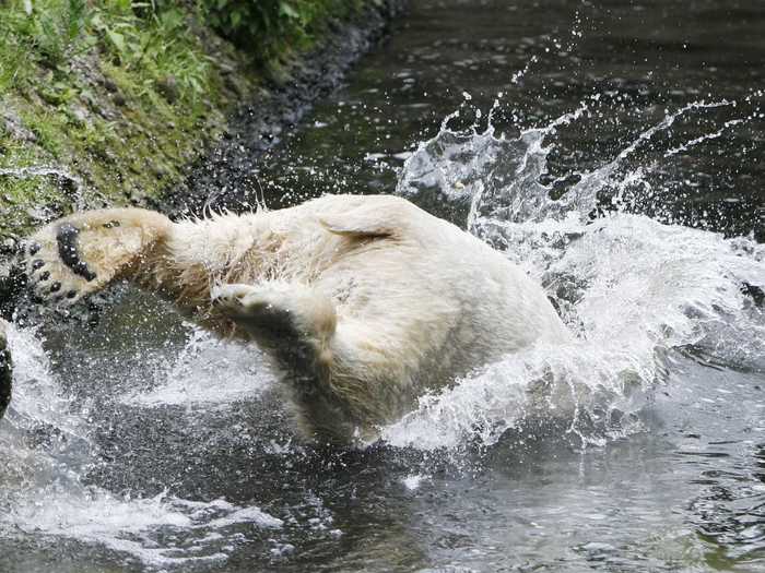 Question: Why did the polar bears disappear when they jumped into the pool? Answer: Because they dissolved.