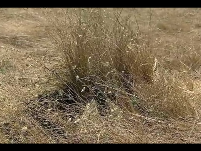 With a fully ripened ghillie suit potential Scout Snipers are given three hours to advance several hundred yards towards a target — while remaining totally undetected.