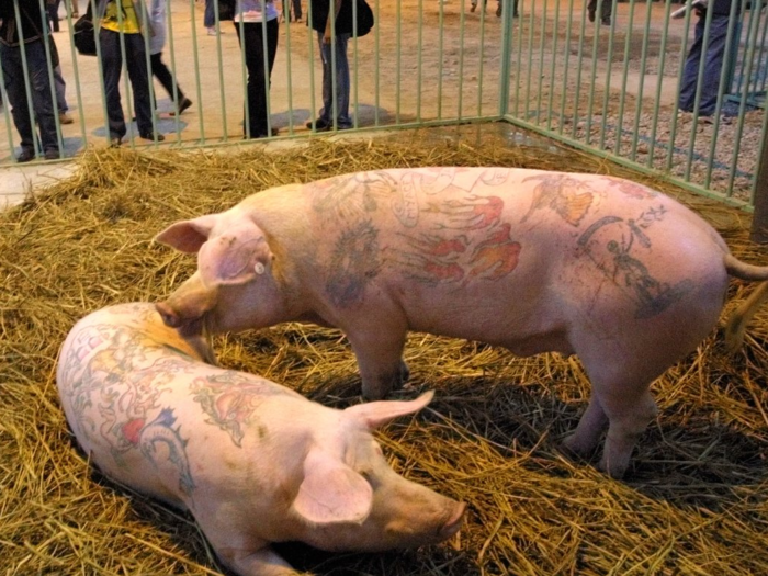 There have even been rumors of a tattooed pig living in Cohen