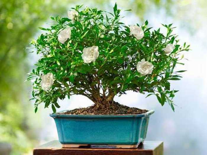 Skip the flowers and upgrade to a long-lasting bonsai tree.