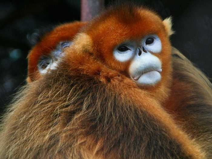 Play with the golden monkeys in Shennongjia.