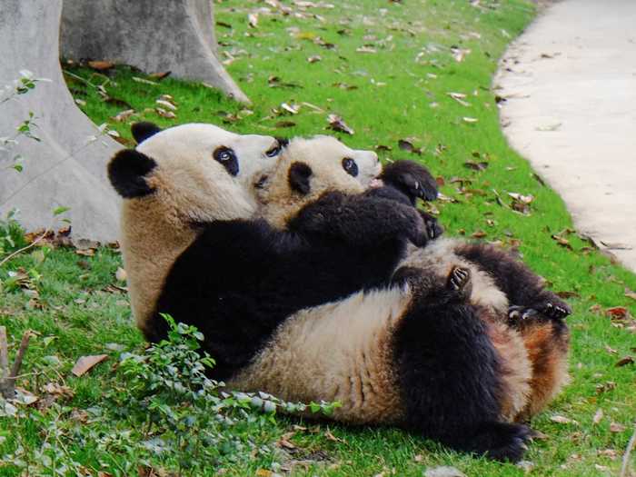 Cuddle up with a panda in Chongqing.