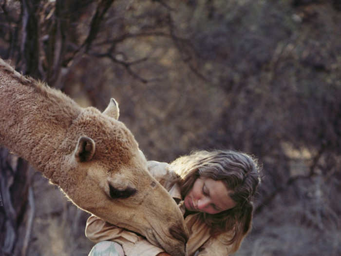 "The camels treated Robyn as the leader of their herd and, while she appreciated their affection, sometimes it felt like being nuzzled by a 1,300-lb. dog," Smolan writes.