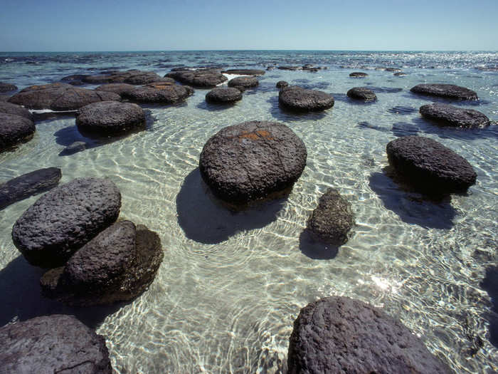 On day 273, Smolan met Davidson at the end of her journey by the Indian Ocean. Smolan writes that the camels had never seen any body of water larger than a puddle and that "their eyes bulged at the infinite expanse in front of them." Davidson and her herd indulged in a swim.