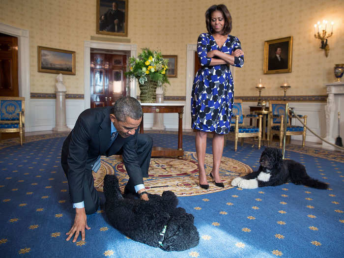 The Obamas and their pets Sunny and Bo, wait to greet visitors in the Blue Room during a White House tour.