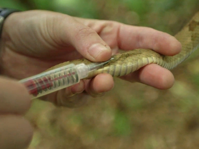 Then they inject it with a tracking device so they can monitor the snakes long-term.