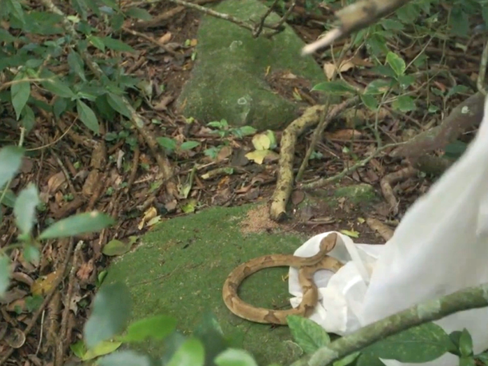 After measuring and tagging the snakes, the researchers carefully release them.