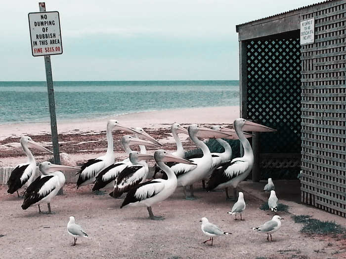 These pelicans live at Port Vincent in South Australia. They