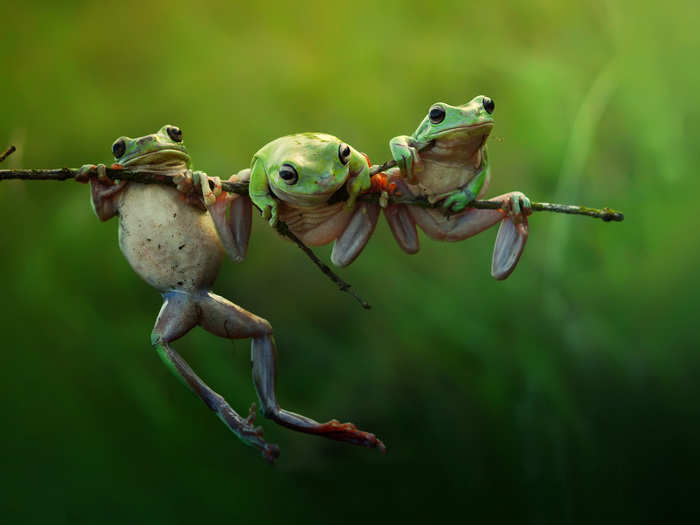 Photographer Harfian Herdi caught these three frogs during morning light.