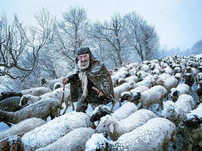 In northern Iran, Saeed Barikani captured this old shepherd, who had been surprised by a snow storm in the countryside.