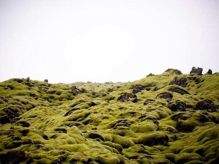 And fields of green moss.