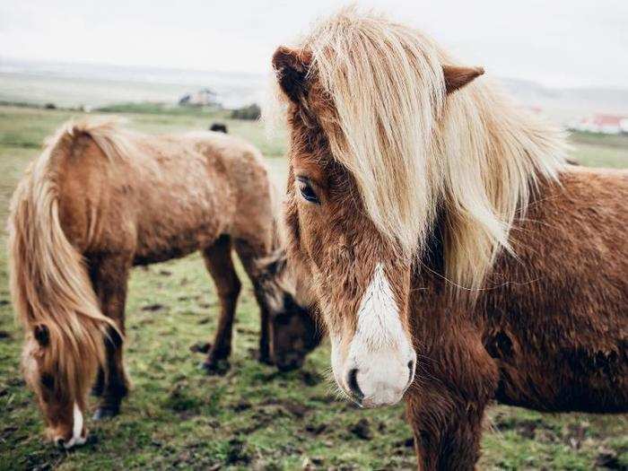 And its rare breed of Icelandic horse.