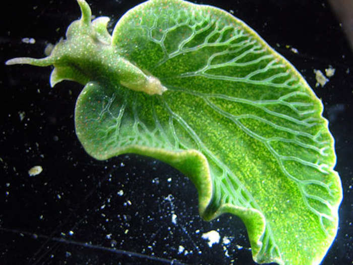 Clepto sea slugs steal genes from their food and incorporate them into their own DNA.