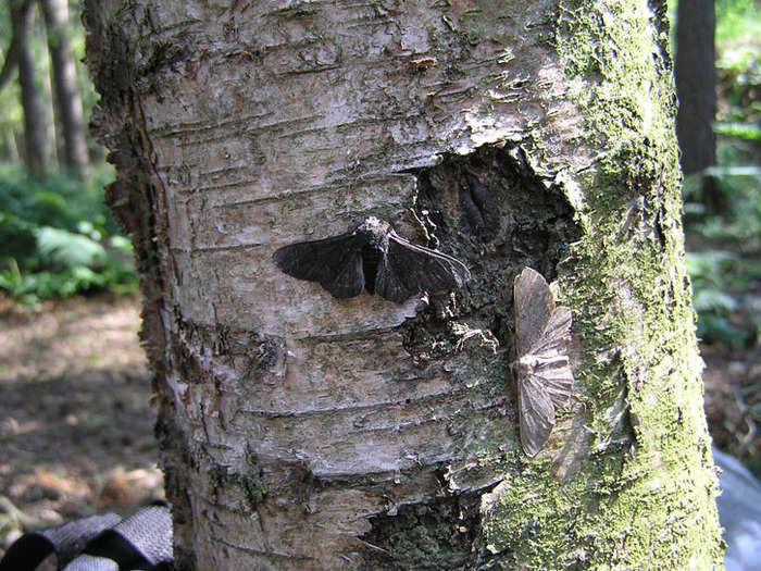 Moths living around dirty humans evolved darker wings to blend into their sooty surroundings.