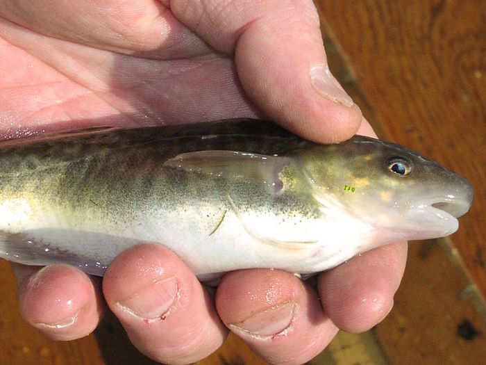 A special fish managed to beat the toxic pollution of New York City’s dirtiest river.