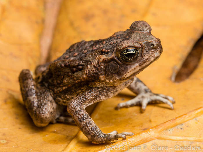 An evil-looking reptile took over Australia