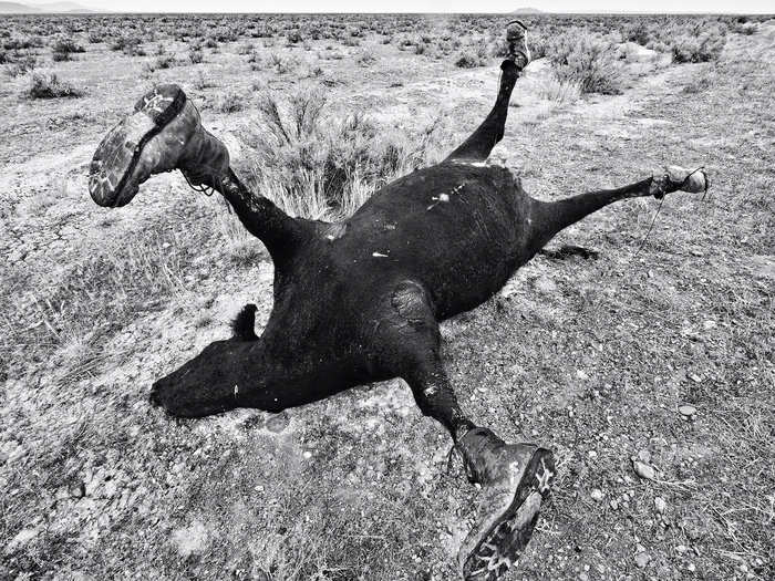 A dead cow off the side of the highway wearing leather boots in Southern Utah. He discovered it this way.