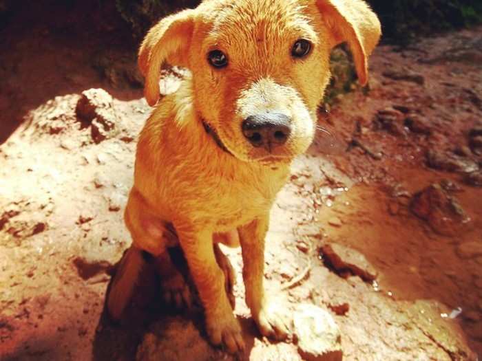 A friendly dog on the Havasupai Indian Reservation in Grand Canyon