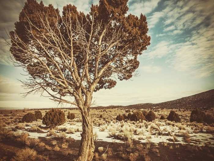 Juniper Bonsai, Iron County, Utah