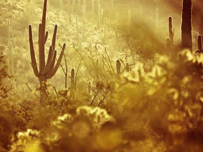 Suguaro National Park near Tucson, Arizona