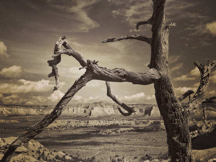 Dead Juniper Claw in Grand Staircase National Monument in Utah.