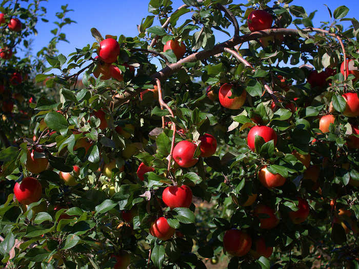 One of his first jobs was in an Apple orchard.