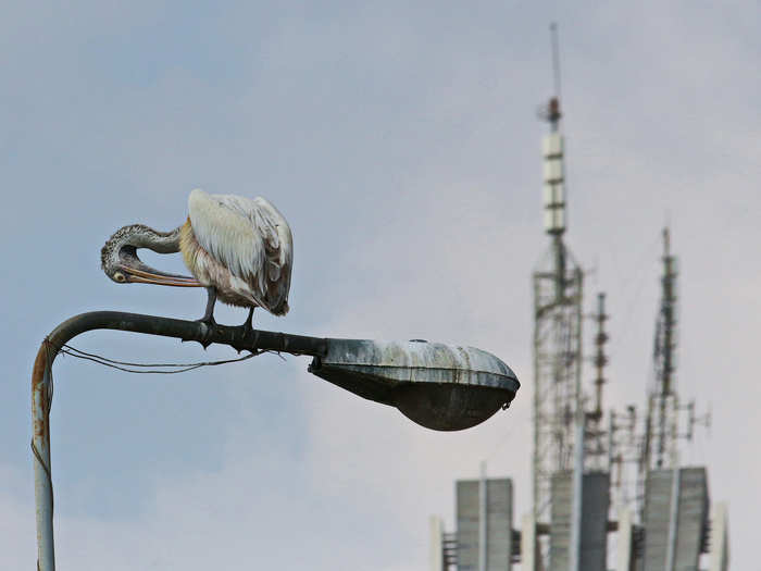 A gray pelican rests on a street lamp outside Colombo, the capital of Sri Lanka.