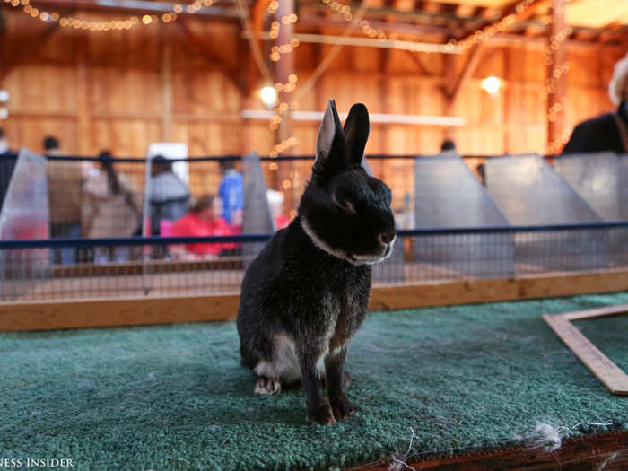 The animal sits still as a dog awaiting a treat. Gebelein is one of three rabbit breeders in the state of Massachusetts who raises Britannia Petite, an expected frontrunner for Best In Show today.