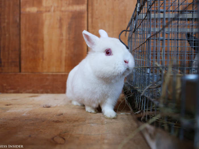 The annual event seeks to educate the public, promote rabbits as pets, and recognize the crème de la crème of purebred rabbits.