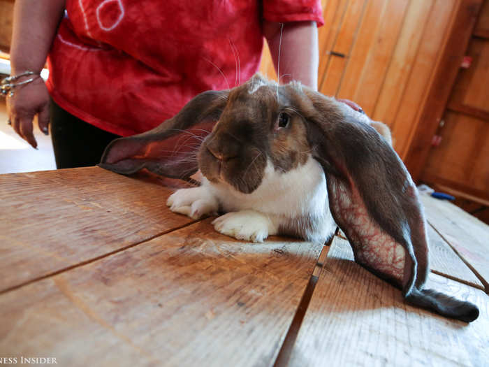 They traveled from all over the northeast, carrying rabbits