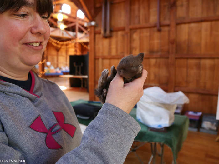 The couple owns 80 rabbits, which they shelter in a barn outside their home. They left before 4 a.m. this morning for the show in Long Island, bringing just six show rabbits and a 2-week-old bunny that requires manual feeding.