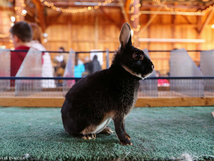 Gebelein has high hopes for his Britannia Petite, with its perfectly wedge-shaped head, bulbous eyes, and smooth Black Otter coat. The arch from the base of the neck to the tail rounds like a quarter-circle, just as it should.