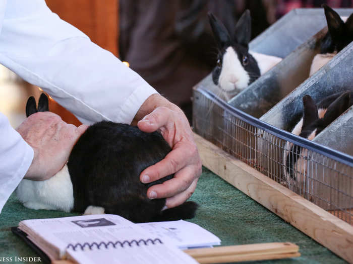 Every five years, the American Rabbit Breeders Association (A.R.B.A.) publishes a book of detailed descriptions and standards for all 48 recognized breeds. Judges often keep a copy on their table.