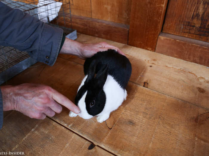 For example, the Dutch rabbit is evaluated primarily on its coloring. A triangle of white fur, called the blaze, should cover the nose and whisker bed, tapering up to the ears.