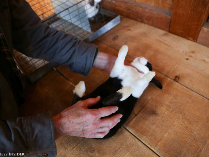 The white and black fur should meet in a straight line, called a saddle, that runs behind the shoulders and continues underneath across the belly. This rabbit would be faulted for its uneven hairline on bottom, known as a drag.