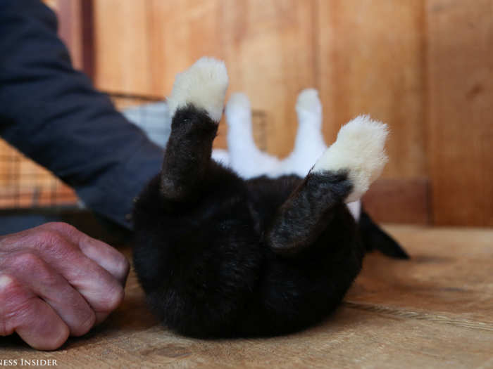 On the hind feet, the white fur should reach from the toes to about one-third of the length. The "stop markings," like the saddle, should cut evenly around the feet. Needless to say, this little guy failed.