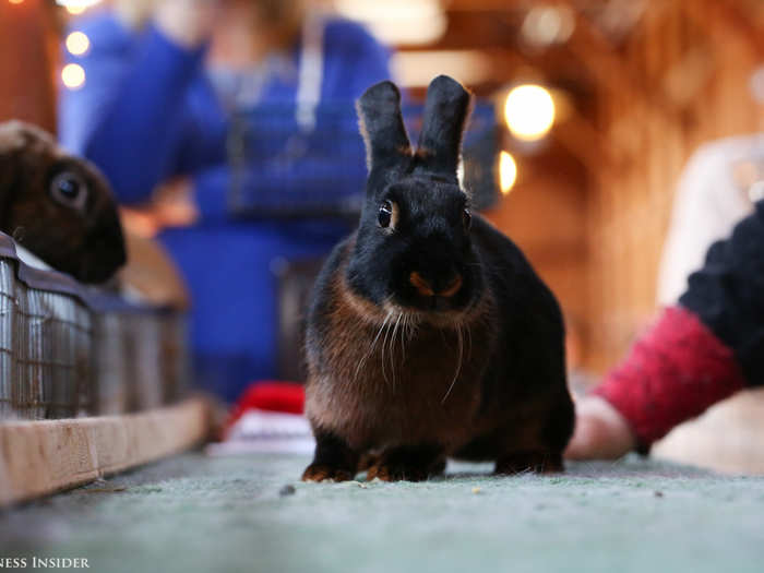 The rabbit that comes closest to its breed