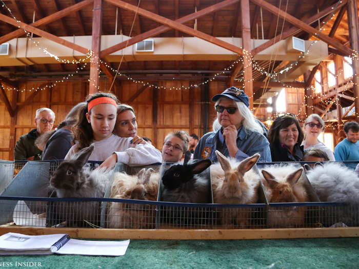 Rabbit shows use an incredibly complex bracket system in order to determine the ultimate rabbit. This picture shows some of the French Angora contestants.