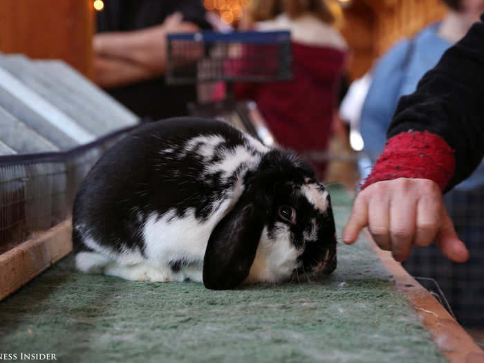 But the 4-Class competition brought their A-game. This Mini Lop boasts ears that originate above the eye and hang down straight behind the eye, indicating a properly placed crown.