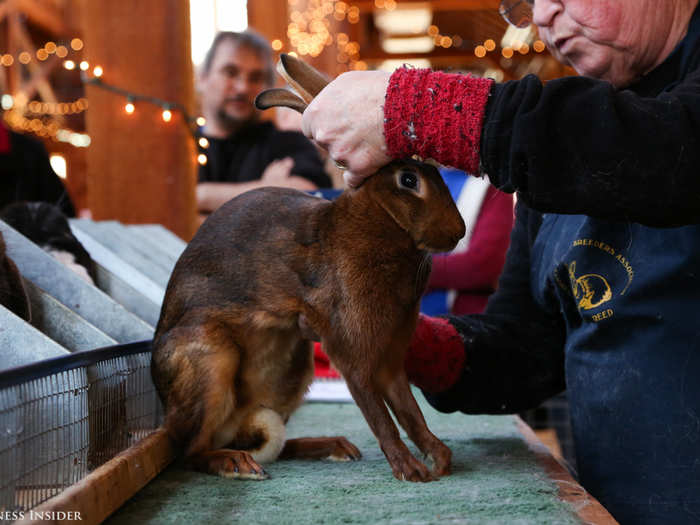 When posed, the Belgian Hare should plant its front legs ruler-straight, so it gives no appearance of having an ankle. This rabbit shows a slight bend.