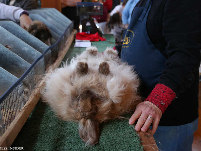 This wonderfully fluffy French Angora annoyed the judge by falling asleep on the table.