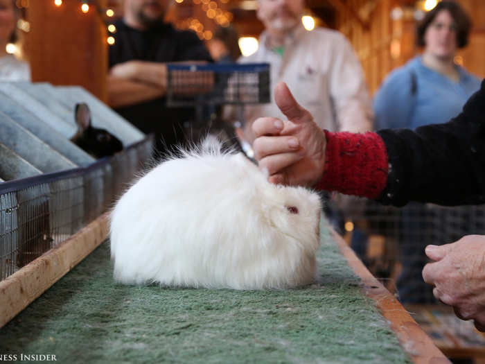 The third contender, a Jersey Wooly, resembles a cotton ball. The judge feels for a head that sits high on the body, close to the shoulders, and appears short and bold from a profile view.