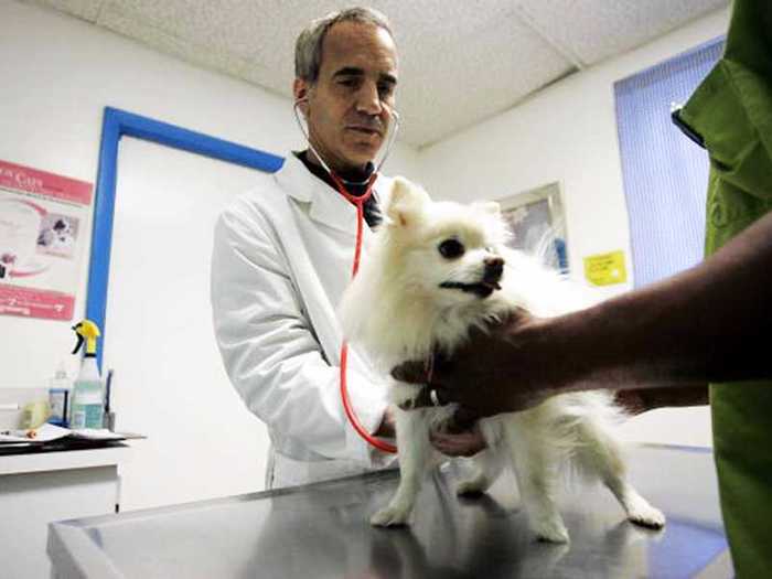 13. Veterinarians