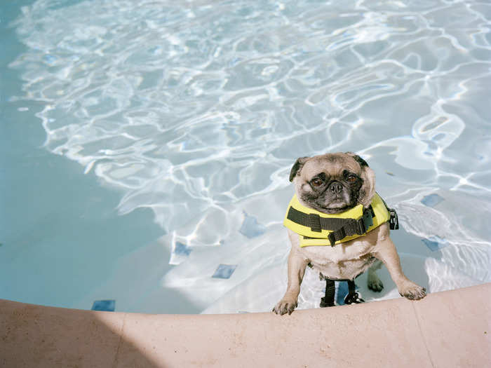 For the time being, the two are going to continue to photograph dogs and their owners around the world. "There are plenty of breeds that we are still on the lookout for, so we hope we can succeed in getting them for the next edition," they say.