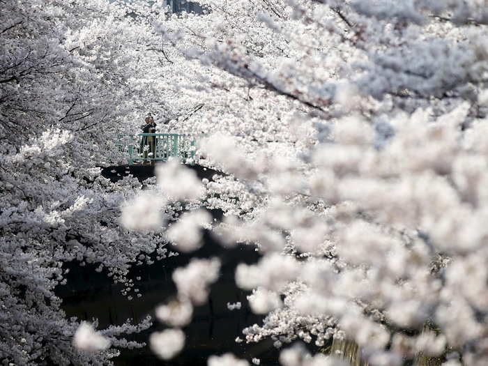 Cherry blossoms are seen in full bloom in Tokyo.