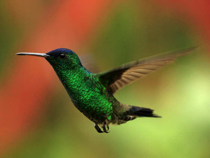 A Rufous-tailed hummingbird flies in a garden in San Francisco.