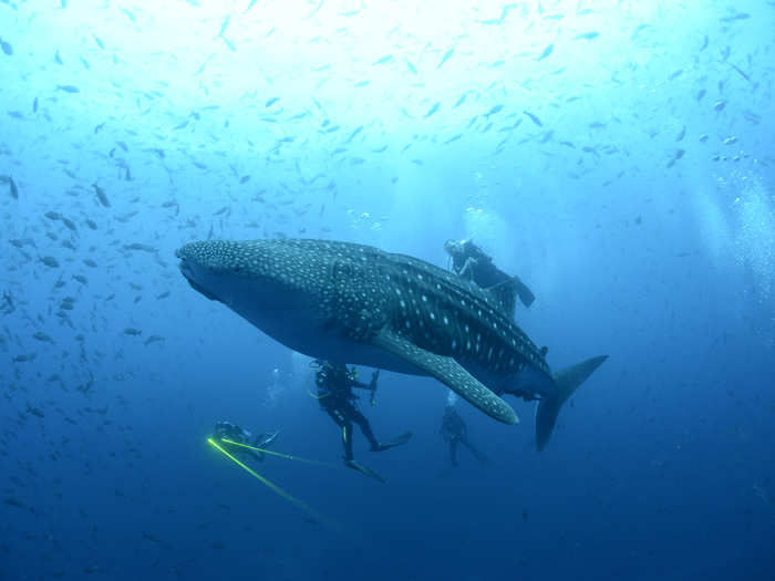 A whale shark is seen in the Galapagos Islands.