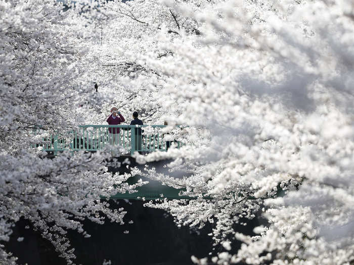 Cherry blossoms in full bloom in Tokyo.